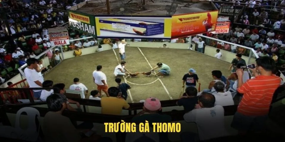Đấu trường Thomo tại Campuchia – nơi tổ chức hàng trăm trận gà đá mỗi tuần