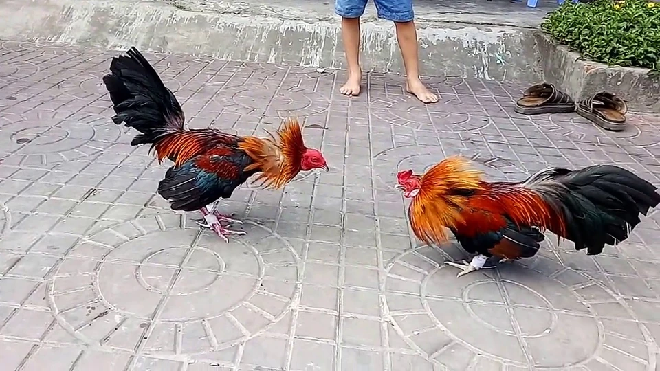 Mỗi trường gà trên SV388 đều có lịch sử thi đấu và thống kê đầy đủ